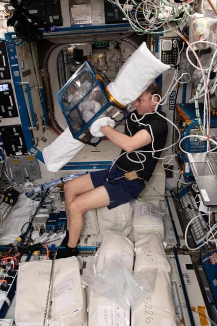 NASA image: Rodent Research-12 (RR-12)