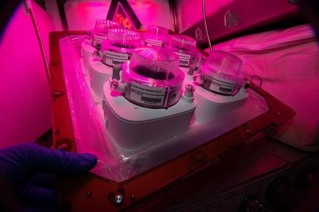 NASA image: Veggie Ponds Germination Cap Remove