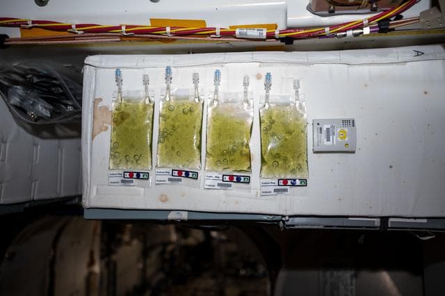 NASA image: Micro Algae Culture Bag