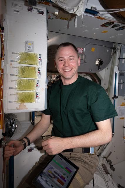 NASA image: MicroAlgae