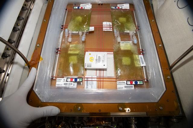 NASA image: Micro Algae Culture Bag