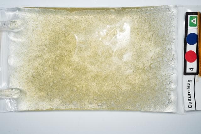 NASA image: Micro Algae Culture Bag