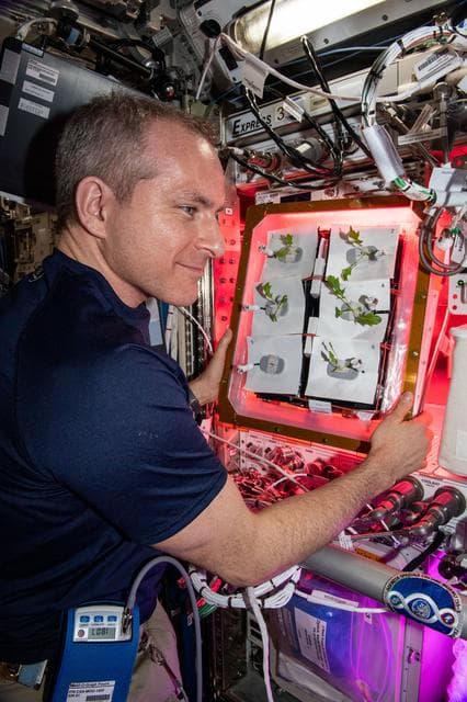 NASA image: Veg-04A Plant Check/Watering