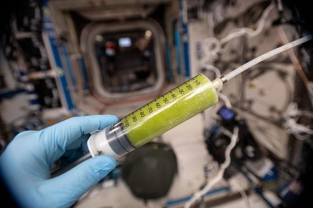 NASA image: Photobioreactor