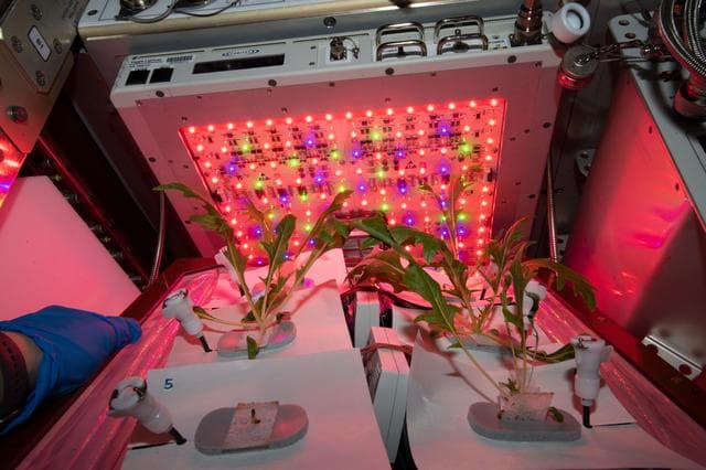 NASA image: Veg-04A Plant Check/Watering