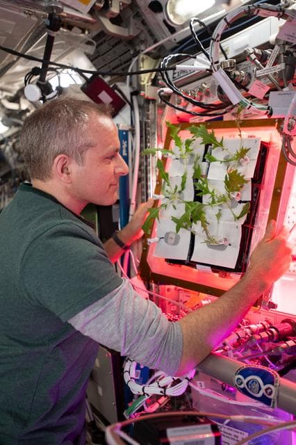 NASA image: Veg-04A Plant Check/Watering