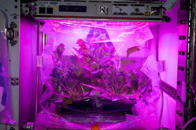 NASA image: Veg-04 A On-Orbit