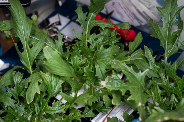 NASA image: VEG-04 Plant Harvest for First Crew using Veggie Facility (Locker 7)