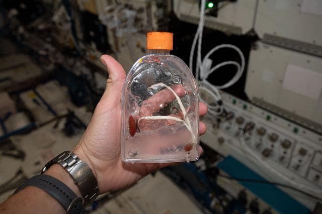 NASA image: iss060e015472