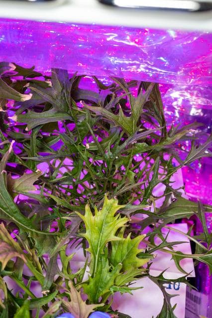 NASA image: Veg-04B Harvest OPS