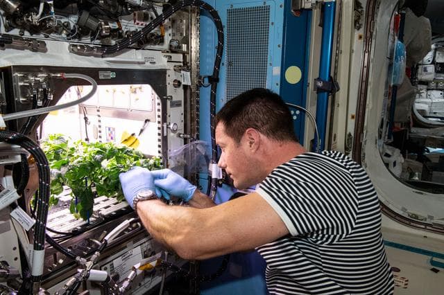 NASA image: Plant Habitat-04 Debris Removal