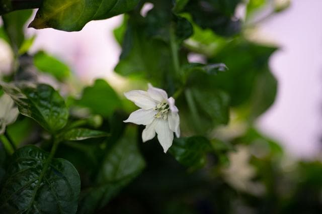 Plant Habitat-04 