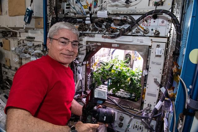 NASA image: Caring for chile pepper plants on the International Space Station