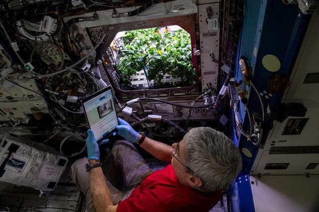 NASA image: Caring for chile pepper plants on the International Space Station