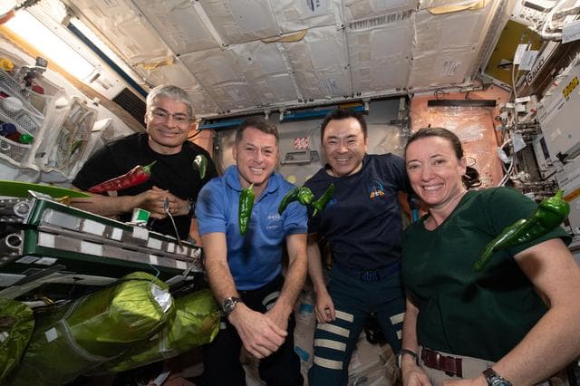 NASA image: Expedition 66 astronauts sample chile peppers grown on the International Space Station