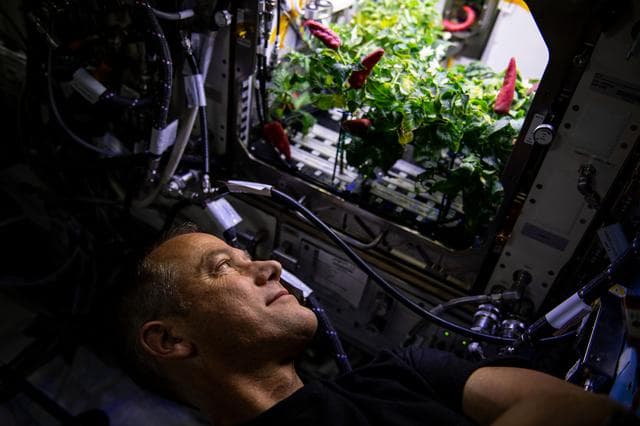 NASA image: Chile Peppers Harvest
