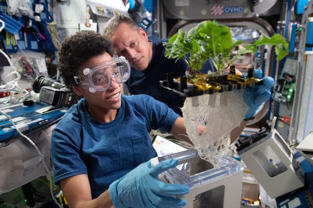NASA image: iss067e149651 - Hydroponic and aeroponic plant investigation on ISS