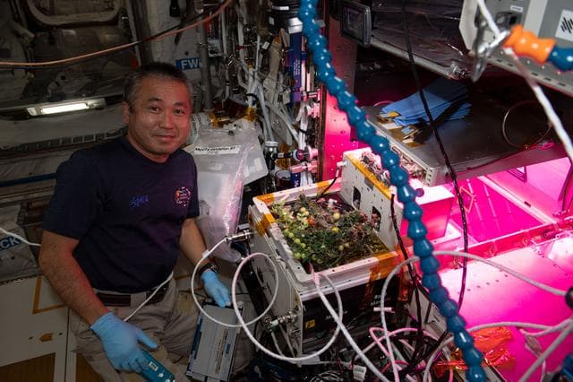 NASA image: eXposed Root On-Orbit Test System (XROOTS)