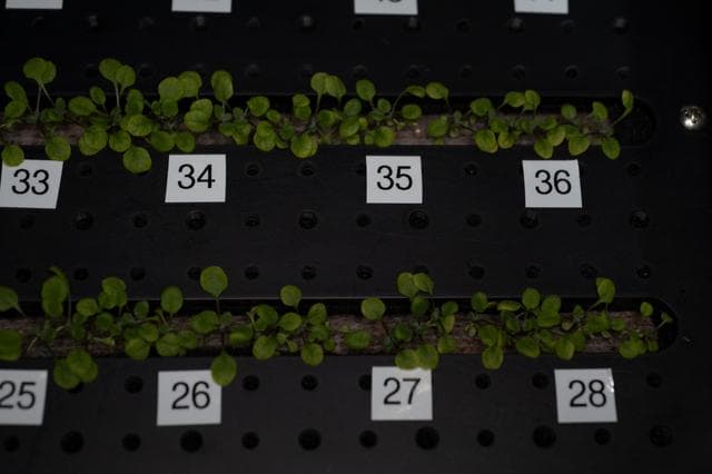 NASA image: Plant Habitat-03B