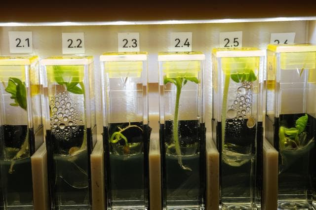 NASA image: Genetically modified, extemely dwarf tomato plants grow aboard the International Space Station