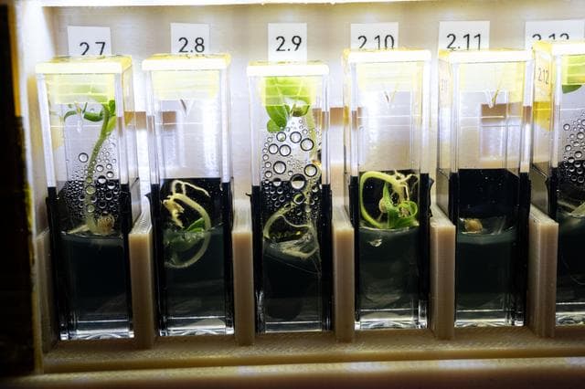 NASA image: Genetically modified, extemely dwarf tomato plants grow aboard the International Space Station