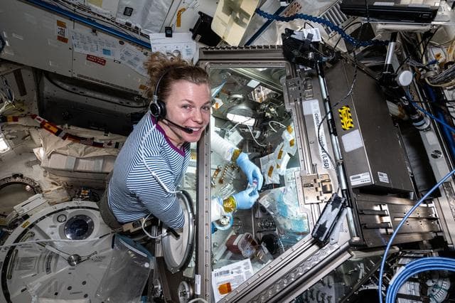 NASA image: NASA astronaut Zena Cardman processes bone cell samples inside the Life Science Glovebox