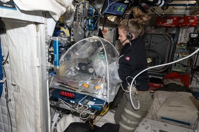 NASA image: NASA astronaut Zena Cardman treats bioprinted liver tissues inside a portable glovebag