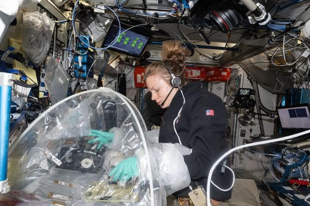 NASA image: NASA astronaut Zena Cardman treats bioprinted liver tissues inside a portable glovebag