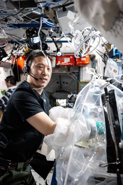 NASA image: NASA astronaut Jonny Kim treats bioprinted liver tissues in a portable glovebag