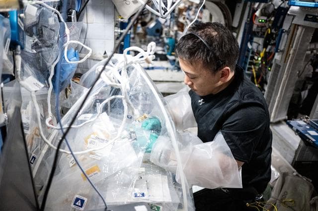 NASA image: NASA astronaut Jonny Kim treats bioprinted liver tissues in a portable glovebag