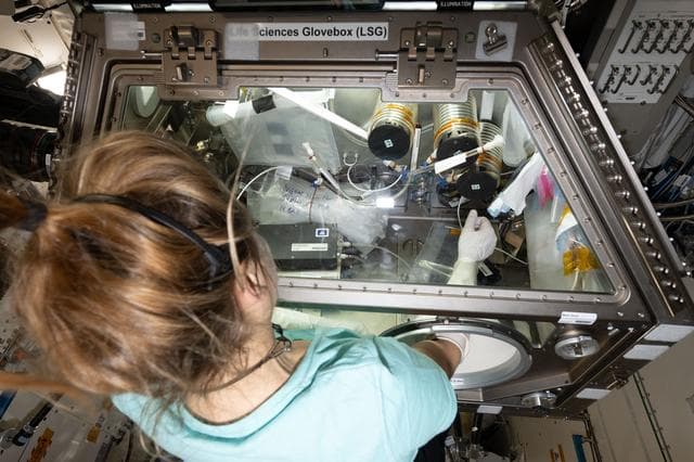 NASA image: ESA astronaut Sophie Adenot works inside the Kibo laboratory module's Life Science Glovebox