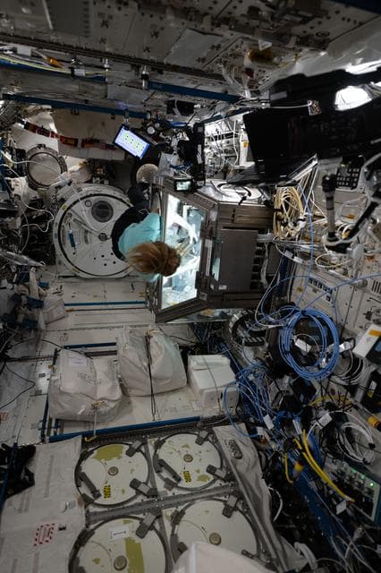 NASA image: ESA astronaut Sophie Adenot works inside the Kibo laboratory module's Life Science Glovebox