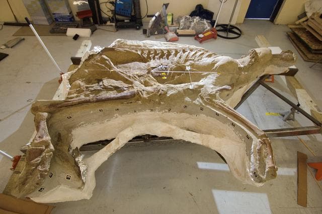 NASA image: Dinosaur Fossil, Leonardo, at Ellington Field