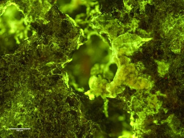 NASA image: Microscopic image of biofilm on rock in BioRock experiment