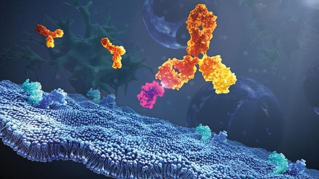 NASA image: Monoclonal Antibody and Ligand