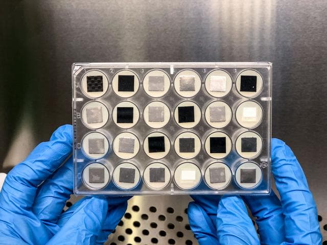 NASA image: Space Biofilms 1