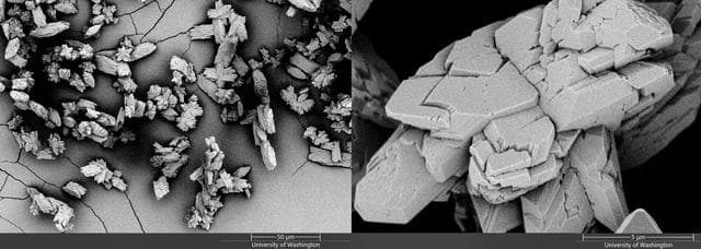 NASA image: Kidney Cells-02