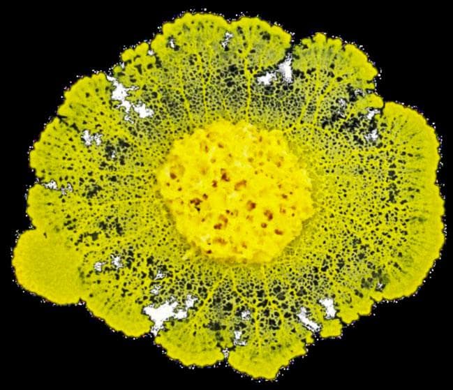 NASA image: Blob: jsc2021e029747