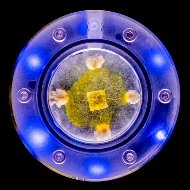 NASA image: Blob: jsc2021e031151