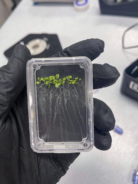 NASA image: MVP Plant-01