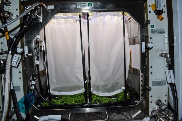 NASA image: Plant Habitat-03
