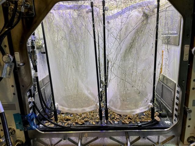 NASA image: Plant Habitat-03