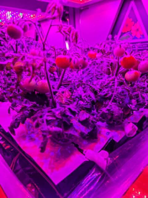 NASA image: ‘Red Robin’ dwarf tomato growing in Veggie hardware