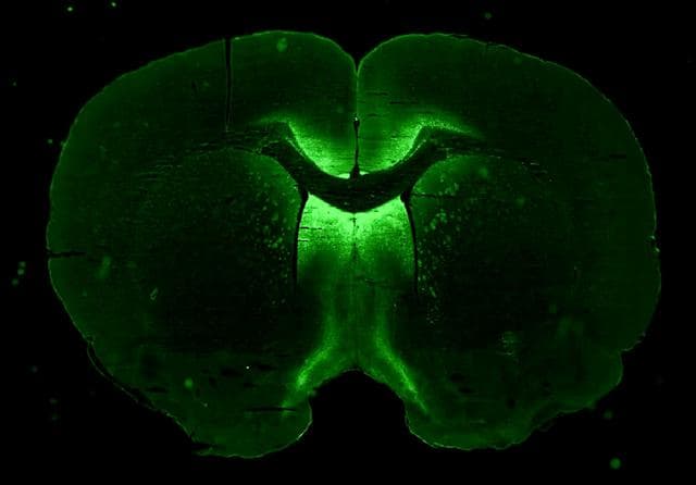 NASA image: Preflight Imagery for the Neuronix Investigation