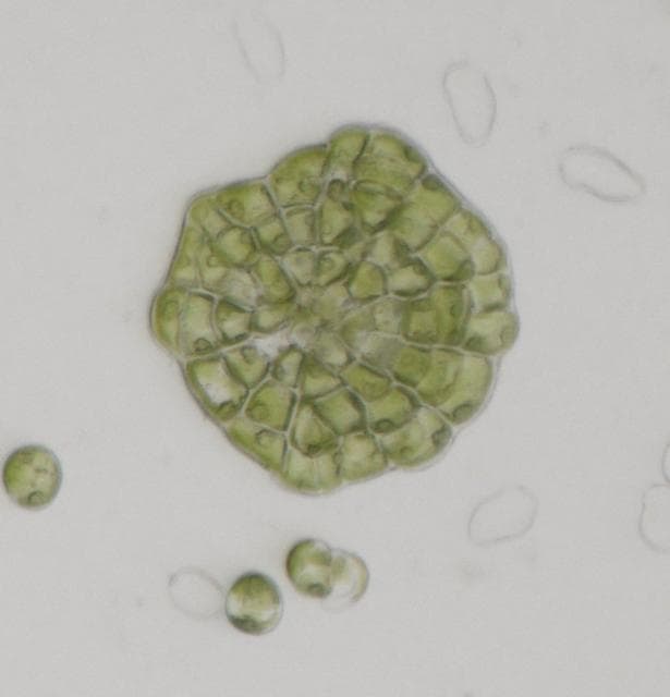 NASA image: Plant Cell Division