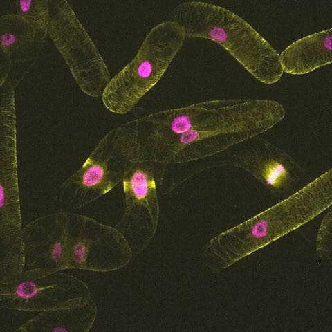 NASA image: Plant Cell Division