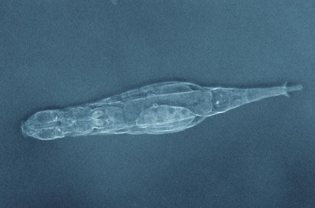 NASA image: jsc2024e050832