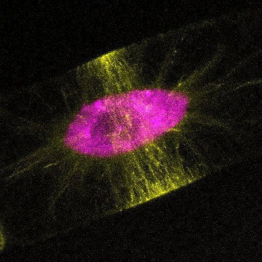 NASA image: jsc2025e047405