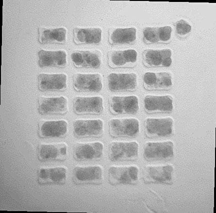 NASA image: MVP Cell - 09