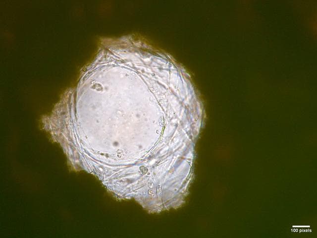NASA image: jsc2026e017237